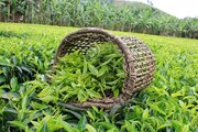 خرید ۳۰ هزار تن برگ سبز چای از چایکاران شمال