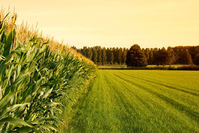 افزایش تولیدات زراعی با طرح جهش تولید در دیمزارها