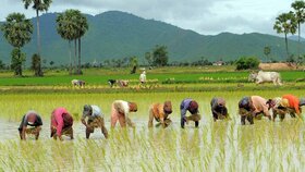 استقبال شالیکاران شمال از کشت قراردادی برنج