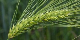 برنامه تولید بذر گندم 70 درصد محقق شد