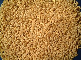 خرید تضمینی ۸ هزارتن گندم از کشاورزان سرخسی