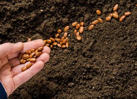 ۳۴۰ میلیارد تومان برای خرید بذر در لرستان اختصاص یافت