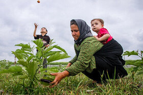 ۳۰ درصد از سهم اشتغال استان کردستان مربوط به کشاورزی است