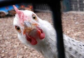 بهره برداری از بزرگترین زنجیره تولید گوشت مرغ کشور
