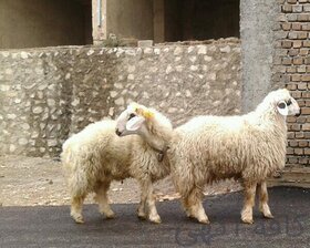 سارق ۱۶۰ راس گوسفند روستاهای اسلام آبادغرب دستگیر شد