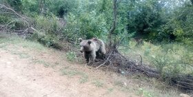 نجات و رهاسازی خرس قهوه ای در ارتفاعات رودبار