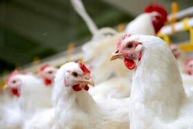 تولید سالانه ۲ میلیون تن گوشت مرغ در کشور