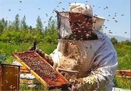 تولید سالانه 2800 تُن عسل در لرستان