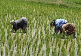 پیش‌بینی تولید ۲۸ هزار و ۳۹۶ تن شلتوک برنج در گنبدکاووس