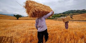 توزیع ۲۵ هزار تن بذر گندم اصلاح شده‌ در آذربایجان‌شرقی