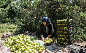 برداشت 4500 تن گلابی از باغهای آذربایجان غربی
