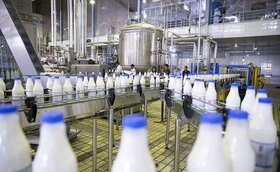 تولید بیش از 200 تن  شیر در کشت و صنعت مغان