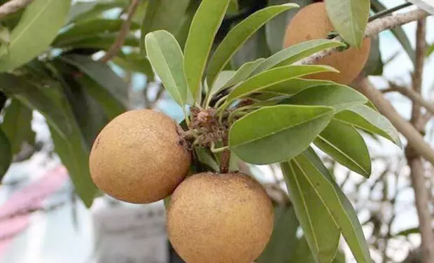 برداشت 1200تن میوه گرمسیری «چیکو» در سیستان و بلوچستان