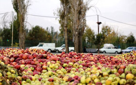 خریداری 3 هزار تن سیب صنعتی در مهاباد