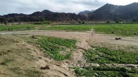 پرداخت خسارت به کشاورزان سیستان و بلوچستان