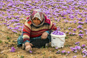 زعفران ایران به ۶۵ کشور دنیا صادر می‌شود