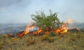 آتش‌سوزی مزارع کشاورزی روستای مال محمود بندرریگ مهار شد