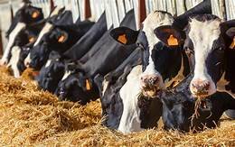 شبستر تامین کننده پنج درصد از شیر خام کشور