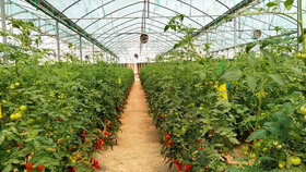 حمایت 21 میلیارد ریالی بانک کشاورزی از احداث گلخانه در بوشهر