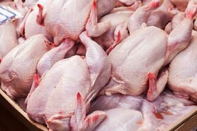 تولید گوشت مرغ در خراسان جنوبی سه برابر شد