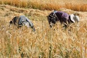 ۲۰۰ تن گندم از کشاورزان خراسان جنوبی خریداری شد