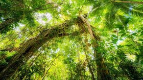 رهبران جهان به "پایان جنگل زدایی تا ۲۰۳۰" متعهد شدند