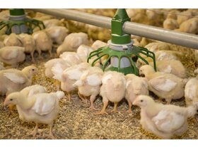 افزایش 6 درصدی جوجه‌ریزی در مرغداری‌های قزوین