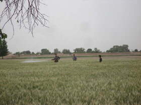 تامین نزدیک به سه هزار تن بذر گندم برای دیم‌زارهای قزوین