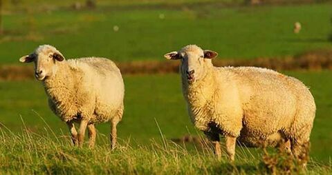 نژاد گوسفند سنگسری