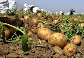 صادرات ۷۰ هزار تن سیب زمینی استان همدان از ابتدای سال