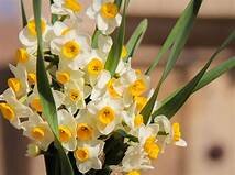 جشنواره شکرانه برداشت گل نرگس در خوسف برگزار می شود
