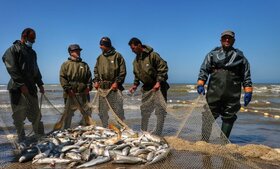 صید ۲۸۶۵ تن ماهیان استخوانی از دریای خزر