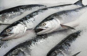 ایران در جایگاه ۶۱ صادرات ماهی منجمد