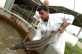 پیش بینی تولید ۲۹ تن ماهی خاویاری در استان قزوین