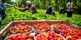 ذاکر: وزارت جهاد کشاورزی میوه را از واسطه‌ها نخرد