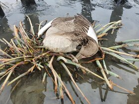 پایان آنفلوانزای فوق حاد پرندگان در تالاب میقان اراک