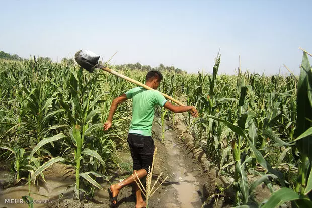شرایط سنی و سرانه بیمه کشاورزان و روستائیان اعلام شد