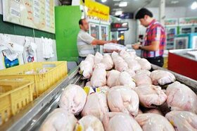 ذخیره سازی بیش از ۱۷۶ تن مرغ مازاد مرغداران در آذربایجان غربی
