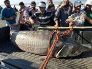 صید فیل ماهی ۲۱۰ کیلویی توسط صیادان مازندران