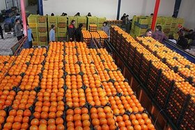 توزیع ۴۵۰ تن میوه شب عید در گیلان