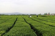 ۱۴ هزار تن چای از باغات شمال برداشت شده است
