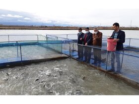 دو طرح ماهیان سرد آبی در شهرستان بویراحمد تسهیلات گرفتند