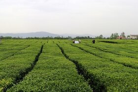 تصویب یارانه ۲ میلیارد تومانی نخستین بار برای نهال چای