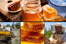 زهر مشکلات از زبان تولیدکنندگان عسل