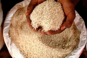 افزایش ۲۵ درصدی تولید امسال برنج