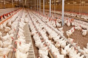 عدم تنظیم گری وزارت جهاد محصول مرغ را بدون خریدار گذاشته است