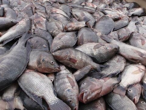 تولید ماهی تیلاپیا