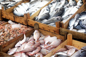 تعرفه واردات ماهی به عراق کاهش یافت