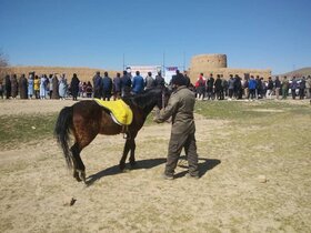 صنعت پرورش اسب در خراسان شمالی توسعه خواهد یافت