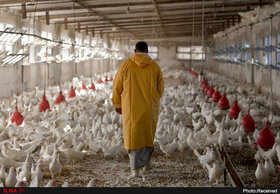 افزایش 2 برابری قیمت جهانی مرغ و تخم‌مرغ طی 4ماه اخیر